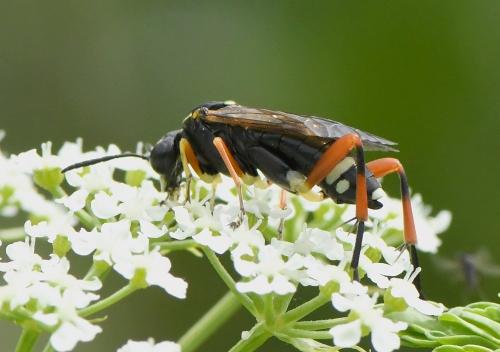 Macrophya diversipes